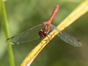 Common darter dragonfly (Sympetrum striolatum), male sun basking on plant stalk, Hesse, Germany,