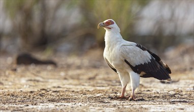 Palm Vulture, (Gypohierax angolnesis), Tujereng area, Tujereng, South Bank, Gambia, Africa