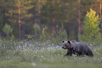 Brown bear (Ursus arctos) in the Finnish taiga, Kuusamo, Finland, Europe