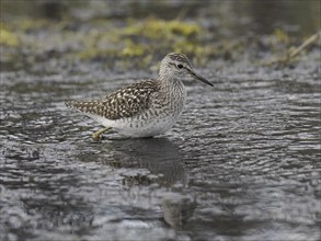 Wood Sandpiper (Tringa glareola), adult, foraging in a stream, May, Finnmark, Norway, Europe