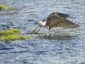 Wood Sandpiper (Tringa glareola), adult, flying across a stream, Finmark, Norway, Europe