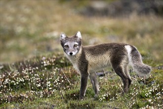 Arctic fox, (Alopex lagopus), summer fur, foraging, young animal, baby animals, Svalbard