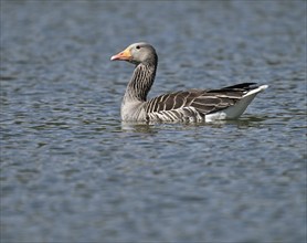 Greylag goose (Anser anser) swimming on a pond, Thuringia, Germany, Europe