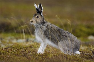 Mountain hare, (Lepus timidus), male, male in search of a female, Nikkaluokta, Lapland, Sweden,