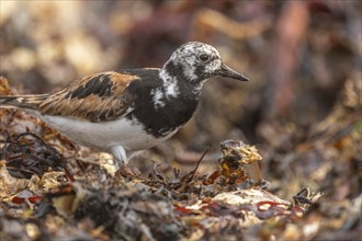 Ruddy Turnstone (Arenaria interpres) searching for food on the Atlantic coast. Ouessant, Finistere,