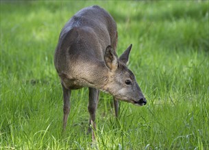 European roe deer (Capreolus capreolus) in winter coat, captive, Thuringia, Germany, Europe