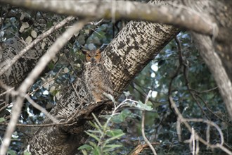 Perfectly camouflaged, free-ranging Virginia eagle owl (Bubo virginianus) in the Bosques de Palermo