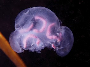 Common jellyfish (Aurelia aurita), dive site Maharees Islands, Castlegregory, Co. Kerry, Irish Sea,