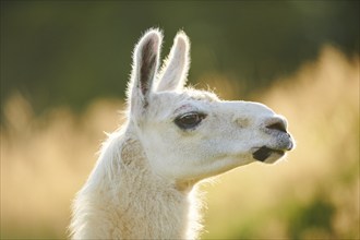 Llama (Lama glama) on a meadow, portrait, Tirol, Kitzbühel, Wildpark Aurach, Austria, Europe