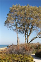 Thatched house, tree by the sea, Baltic Sea peninsula Fischland-Darß-Zingst, Ahrenshoop,