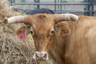 Oklahoma City, Oklahoma, Livestock used in the Great Plains Rodeo, an annual gay rodeo that