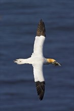 Northern gannet, Northern gannet (Sula bassana), flight photo, looking for nesting material, nest