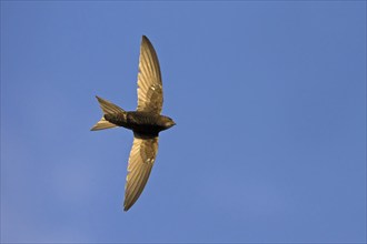 Common swift (Apus apus), family of swallows, Mannheim, Baden-Württemberg, Federal Republic of