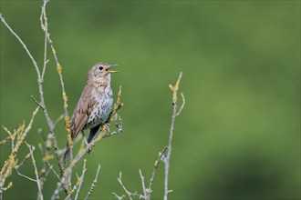 Song thrush (Turdus philomelos), Lower Saxony, Germany, Europe