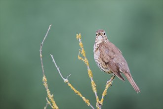 Song thrush (Turdus philomelos), Lower Saxony, Germany, Europe