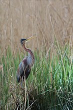 Purple heron (Ardea purpurea) at the nest, Baden-Württemberg, Germany, Europe