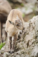 Alpine ibex (Capra ibex) youngster, standing on a rock, wildlife Park Aurach near Kitzbuehl,