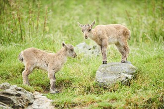 Alpine ibex (Capra ibex) youngsters, standing, wildlife Park Aurach near Kitzbuehl, Austria, Europe