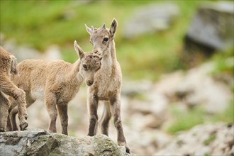 Alpine ibex (Capra ibex) youngsters, standing on a rock, wildlife Park Aurach near Kitzbuehl,