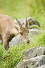 Alpine ibex (Capra ibex) female, portrait, wildlife Park Aurach near Kitzbuehl, Austria, Europe