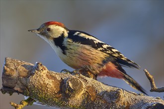 A middle spotted woodpecker (Leiopicus medius) with red, black and white feathers sitting on a tree