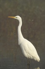 Great White Egret (Ardea alba) in the fog, lurking in the water for prey, Allgäu, Bavaria, Germany,