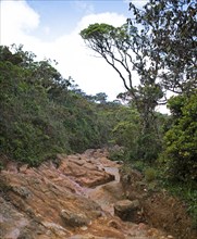 Rocky path in Horton Plains National Park, Central Province, Sri Lanka, Asia