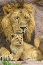 A lion cuddles protectively with a lion cub in a rocky environment, captive, Germany, Europe