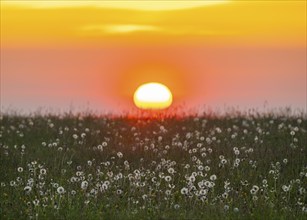 Meadow with fruit stands of the common dandelion (Taraxacum sect. Ruderalia), dandelions, at