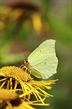 Lemon butterfly (Gonepteryx rhamny) on a yellow flower of a Great Telekie (Telekia speciosa),