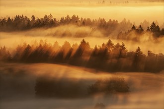 Foggy mood, wafts of fog, morning light, trees, backlight, Loisach-Lake Kochel moor, Alpine