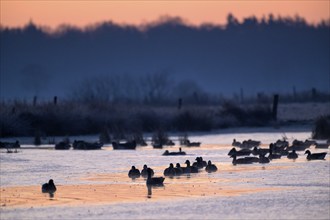 White-fronted Goose (Anser albifrons), at roost, in front of sunrise, dusk, morning, Dingdener