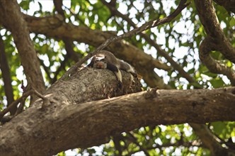 Sri Lanka giant squirrel (Ratufa macroura) on a tree, Habarana, Anuradhapura, North Central