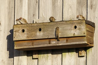 Tree sparrows (Passer montanus), Germany, Europe