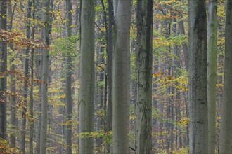 Near-natural deciduous forest in autumn with colourful leaves, copper beech (Fagus sylvatica),