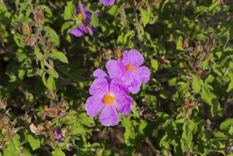 Vividly blooming purple flowers with green foliage, rockrose, Chalkidiki, Halkidiki, Central