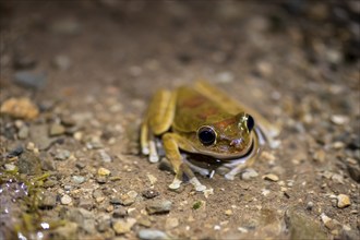 Mexican tree frog (Smilisca baudinii), sitting on the ground, at night, Puntarenas province, Costa