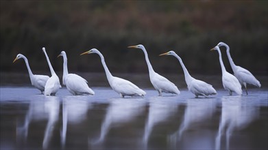 Great White Egret (Ardea alba) Foraging, migratory bird, fishing, hunting, winter visitor, passage