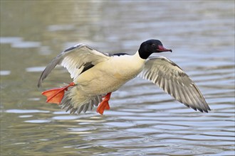 Goosander (Mergus merganser), male in flight over Lake Zug, Switzerland, Europe