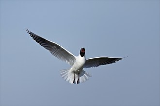 Black-headed gull (Chroicocephalus ridibundus, syn.: Larus ridibundus), adult bird in flight,