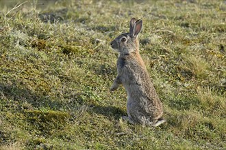 Wild rabbit (Oryctolagus cuniculus), standing upright on a meadow, Texel, West Frisian Islands,