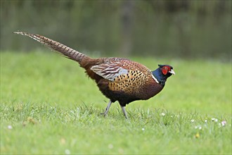 Pheasant (Phasianus colchicus), male standing in meadow, Texel, North Holland, Netherlands