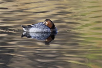 Common Pochard (Aythya ferina), female swimming, Rootsee, Canton Lucerne, Switzerland, Europe