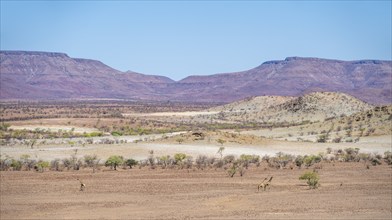 Zwi Angola giraffes (Giraffa giraffa angolensis) in dry desert landscape with table mountains,