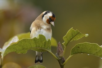 European goldfinch (Carduelis carduelis) adult bird in a garden Magnolia tree with autumn leaves,