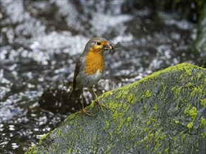 European robin (Erithacus rubecula), adult bird, perched on a moos covered stone, in a stream,