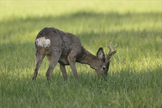 Roebuck (Capreolus capreolus), feeding in a meadow, Lake Neusiedl National Park, Seewinkel,