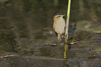 Reed warbler (Acrocephalus schoenobaenus), male on reeds above waterhole, Lake Neusiedl National