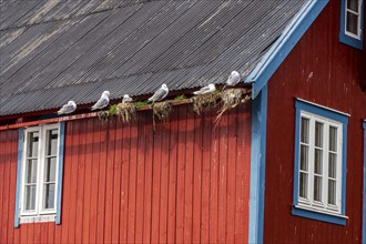 Seagulls on the roof of a typical red wooden house, fishing village Å i Lofoten, island