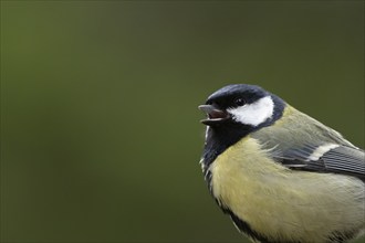 Great tit (Parus major) adult bird male bird singing in the springtime, Yorkshire, England, United